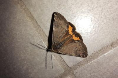 <i>Boudinotiana notha</i>