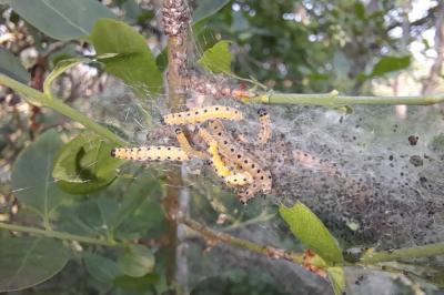 <i>Yponomeuta cagnagella</i>