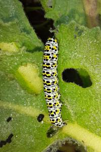 <i>Cucullia verbasci</i>