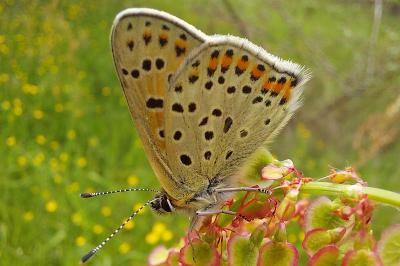 <i>Lycaena tityrus</i>