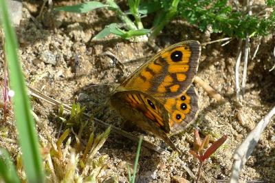 <i>Lasiommata megera</i>