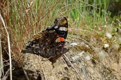 <i>Vanessa atalanta</i>