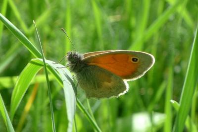<i>Coenonympha pamphilus</i>