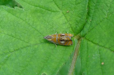 <i>Olethreutes arcuella</i>