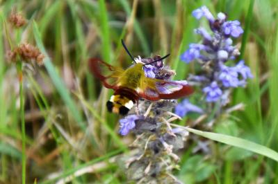 <i>Hemaris fuciformis</i>