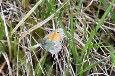 <i>Coenonympha pamphilus</i>
