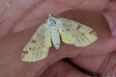 <i>Opisthograptis luteolata</i>