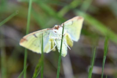 <i>Opisthograptis luteolata</i>