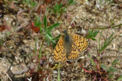 <i>Melitaea cinxia</i>