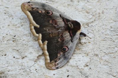 <i>Saturnia pyri</i>