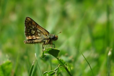 <i>Carterocephalus palaemon</i>