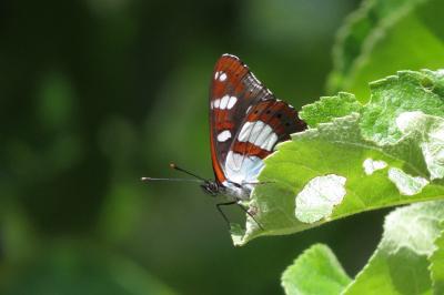 <i>Limenitis reducta</i>