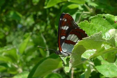 <i>Limenitis reducta</i>