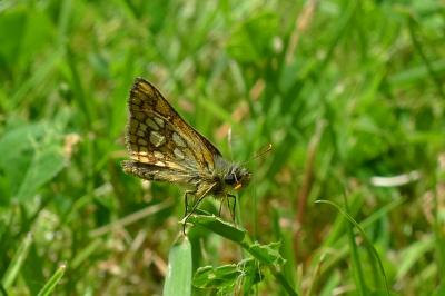<i>Carterocephalus palaemon</i>