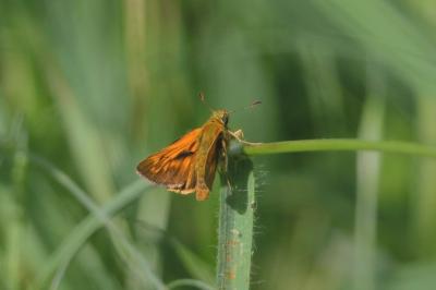 <i>Ochlodes sylvanus</i>