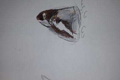 <i>Apatura iris</i>