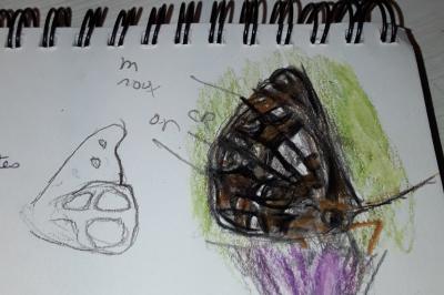 <i>Boloria selene</i>