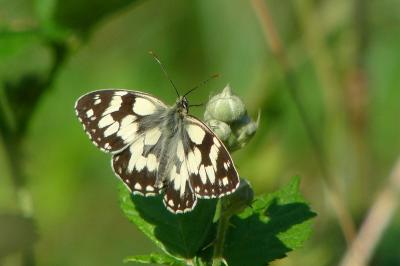 <i>Melanargia galathea</i>