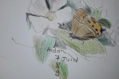 <i>Satyrium pruni</i>