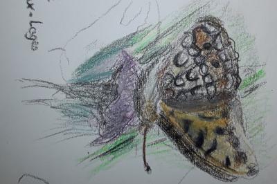 <i>Fabriciana adippe</i>