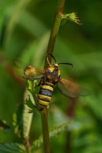 <i>Sesia apiformis</i>