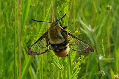 <i>Hemaris tityus</i>