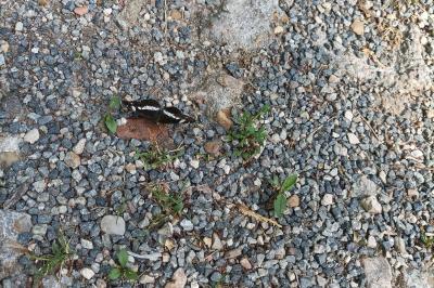 <i>Limenitis camilla</i>