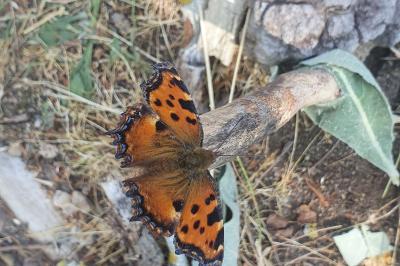 <i>Nymphalis polychloros</i>