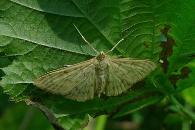 <i>Patania ruralis</i>