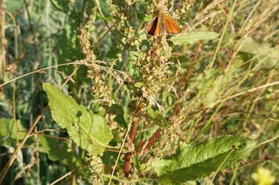 <i>Thymelicus sylvestris</i>