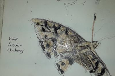 <i>Speyeria aglaja</i>