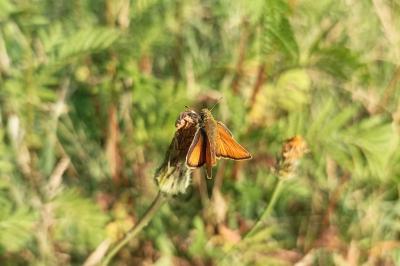 <i>Thymelicus lineola</i>