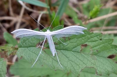 <i>Pterophorus pentadactylus</i>
