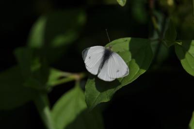 <i>Pieris mannii</i>