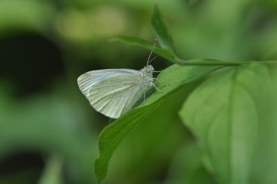 <i>Pieris mannii</i>