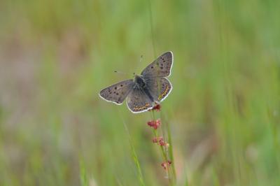 <i>Lycaena tityrus</i>