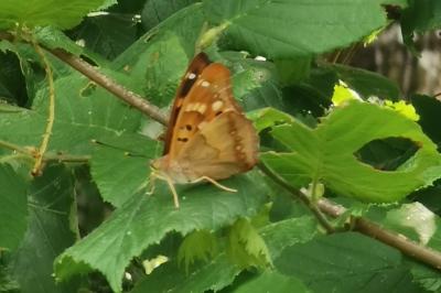 <i>Apatura ilia</i>