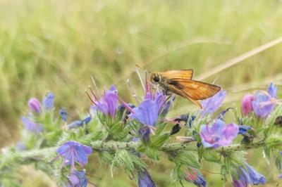 <i>Thymelicus sylvestris</i>