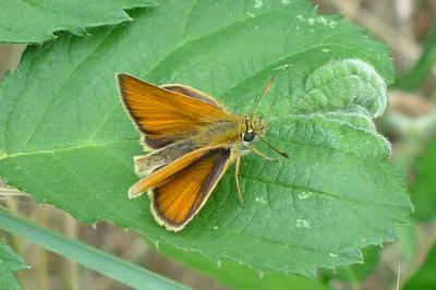 <i>Thymelicus lineola</i>
