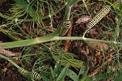 <i>Papilio machaon</i>
