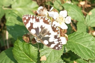 <i>Melanargia galathea</i>