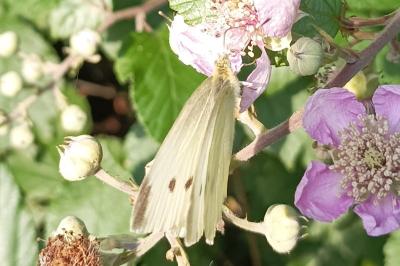 <i>Pieris rapae</i>
