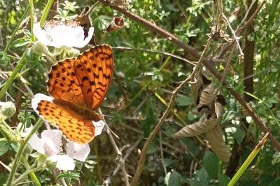 <i>Brenthis daphne</i>
