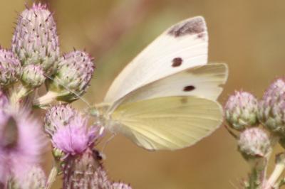 <i>Pieris rapae</i>