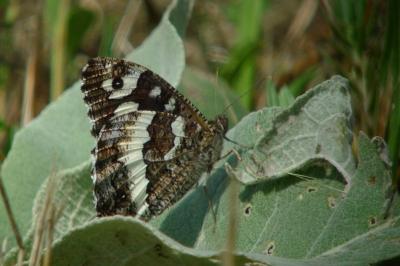 <i>Brintesia circe</i>