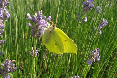 <i>Gonepteryx rhamni</i>