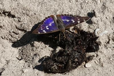 <i>Apatura ilia</i>