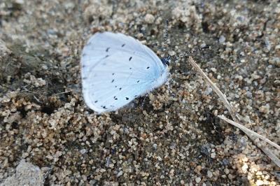 <i>Celastrina argiolus</i>