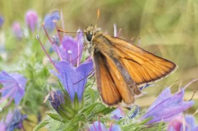 <i>Thymelicus sylvestris</i>