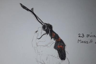 <i>Zygaena filipendulae</i>